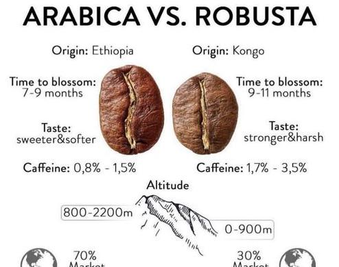 罗布斯塔豆和阿拉比卡豆的区别 (图3)