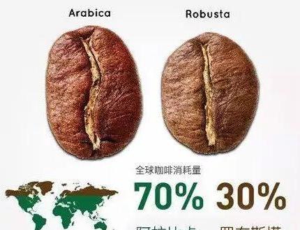 罗布斯塔豆和阿拉比卡豆的区别 (图1)